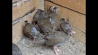 bażanty srebrzyste, koniec lęgów bażantów,ile ich jest, silver pheasants, end of pheasant breeding,