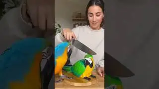 🦜🦜🦜  #pappagallo #parrot #fyp