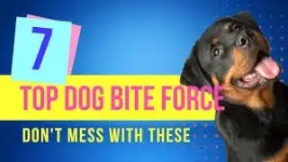 7 Top Dogs with Bite Force