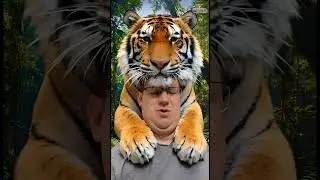 Kiss the Tiger