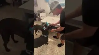 Its my dogs birthday!!!! They love their party hats