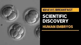 Melbourne scientists model human embryos from skin cells | ABC News