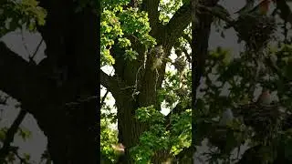 Tree Birds Nests & Beautiful Relationships 🐦🌿 | Nature&rsquo;s Bond | Watch Till End