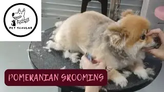 Cutest Pomeranian Grooming Ever! 🐶💅 | Chubby Pom Edition