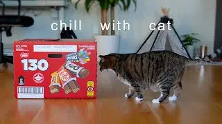 1 Hour Chill: Cat's Snoring /Lofi/Study/Work/Sleep/Relax/Calm
