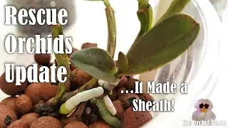 Full Rescue Orchids Update! Orchid Recovery Series #4