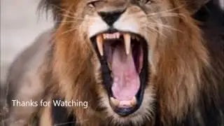 Tsvo Lions: Evil Man-Eaters?