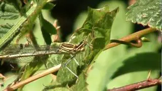 White Legged Damselfly