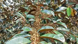 Chuẩn bị lấy cây vú sữa về trồng thêm - kỹ thuật xử lý cây ra hoa