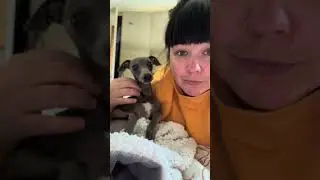 My daily chats with pickle  #italiangreyhound #iggies #dogsoftiktok #italiangreyhoundoftiktok #sight