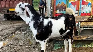 Tonk goat market live update 1,10,2025 | #tonkbakramandi #tonkgoatmarket #bakrokadeewana