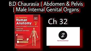 Male Internal Genital Organs Anatomy | Abdomen and Pelvis | Chapter 32 | BD Chaurasia