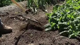 How to Add Coffee Grounds to Your Vegetable Garden Soil