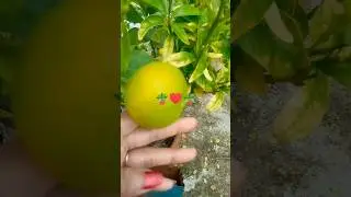 mosumbi lemon 🍋#shortsvideo #trending #viralvideo #rooftop #gardenplants #bengali #maldavlog 🪴&hearts;️🪴