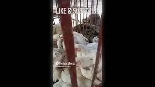 Poultry Paradise: Showcasing Beautiful Chickens #FarmPets #PetCommunity #FarmAnimals #PetCare2025