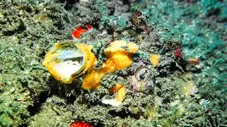 Red Fingered Anglerfish threat behaviour or yawn?