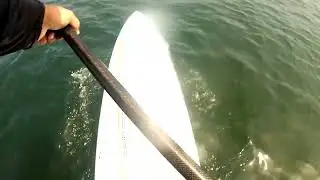 Probando la Naish Javelin 14x23 Pro series en Bahia de Chorrillos, Lima