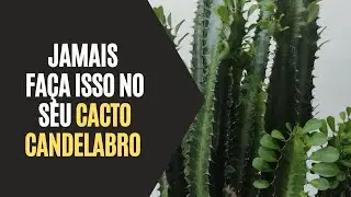 Jamais Fa&ccedil;a Isso No Seu Cacto Candelabro