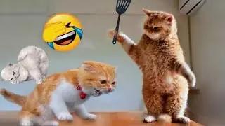 2025 Last Funniest Cat And Dog Video Collection 🐶😼 Try Not to Laugh 😜😺 watch and Enjoy😂😜