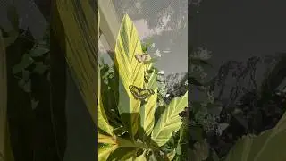 🦋 butterfly exhibit in Arizona #Arizona #Desert#Butterflies #ButterflyExhibit #DesertConservatory