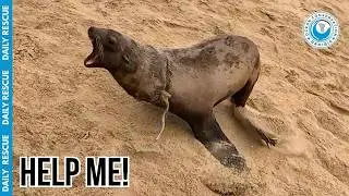 Entangled Seal: The Deep Scars of Our Endless Rubbish