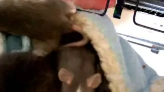 In and Out the Rat Pouch