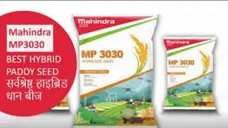 Mahindra Agri Solutions limited||#Hybrid #Paddy #seeds #MP3030 #farming 