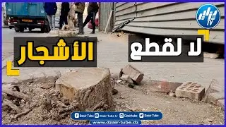 سكان حي الظل الجميل بولاية الجلفة  يحتجون على قرار قطع الاشجار بطريقة جائرة