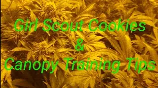 Girl Scout Cookies preview & few words about canopy coverage