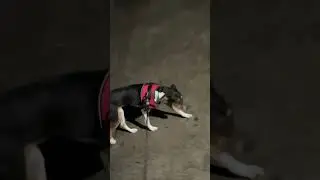Late night walks #naladog #subscribe #dog #doglover #doglife #goodgirl