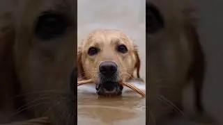 Dog rescues ducklings stuck in flood 🐕❤🐥 #cuteanimals #dog #shortsfeed #animalrescue  #8khdr