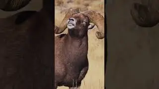 Five Fascinating Stages of Ram Courtship