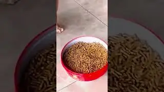 #cat #funny #happycats #catmemes #music #memes #trending #trendingshorts #tiktok #new #reels #SJ