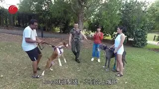巨犬大丹大如馬仔但極細膽 落新加坡植物園險被拳師犬咬 Eric Ko教分辨狗狗情緒 成功與金毛尋回犬鼻碰鼻【煉狗術師S2 EP18-2】