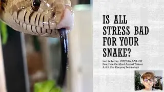 Is Stress Bad for Your Snake?
