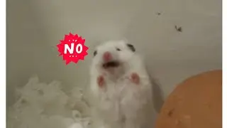 When Hamsters Scared Loud Noise