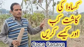 Coca #cassava farming time & method of sowing of Cassava Sowing کساوا کب اور کسے کاشت کریں