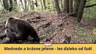 Medvede a krásne jelene 🐻🦌 Les ďaleko od ľudí 🌳🍀