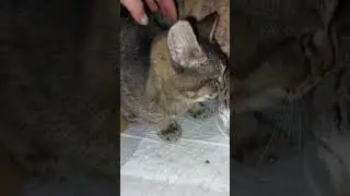 Сбор на дорогу 5469 6000 3150 7601