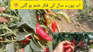 Red chilli production in pakistan |small red chili pepper plant |red chilli harvesting