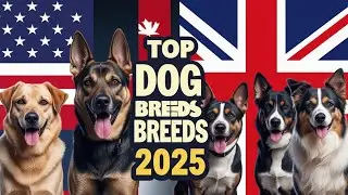 Top 10 Most Popular Dog Breeds in USA, UK, Canada & Australia (2025 Comparison)