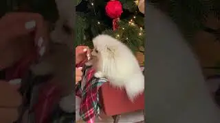 Puppy Playtime Cutest Moments&hearts;️&hearts;️#shorts