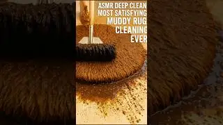 Deep cleaning of carpets in a satisfying and wonderful ASMR way