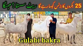 Gulabi 25 bakra || 🤠 Business Kaisa Rahega 2025 || Bakra kahan se milega sasta Sabir goat farm 