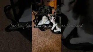 The Day Sleepy, Buddy, and Butch were neutered #cat #shortsvideo #catlover #kittens