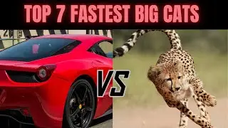 Speed Kings ! The 7 Fastest Big Cats Ranked