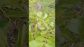 RCS o Hartola, Japani phal, black Amber plum, walnut,
