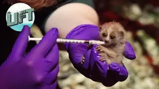 Adorable! Pygmy Slow Loris babies! | The Lift on WDIO