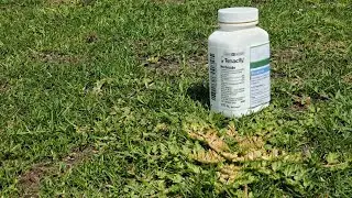 Will Tenacity Prevent All Weeds In A New Lawn?