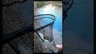 Monster Spring Trout Slams Spinner Bait!